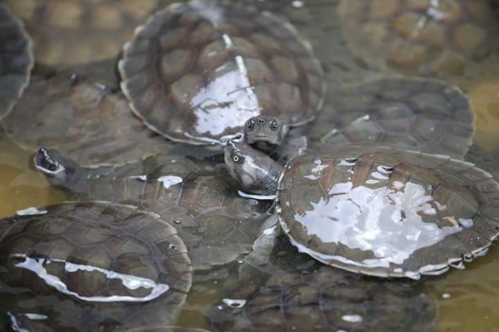 Pusat Pemuliharaan Tuntung Sungai, Kampung Pasir Gajah, Kemaman