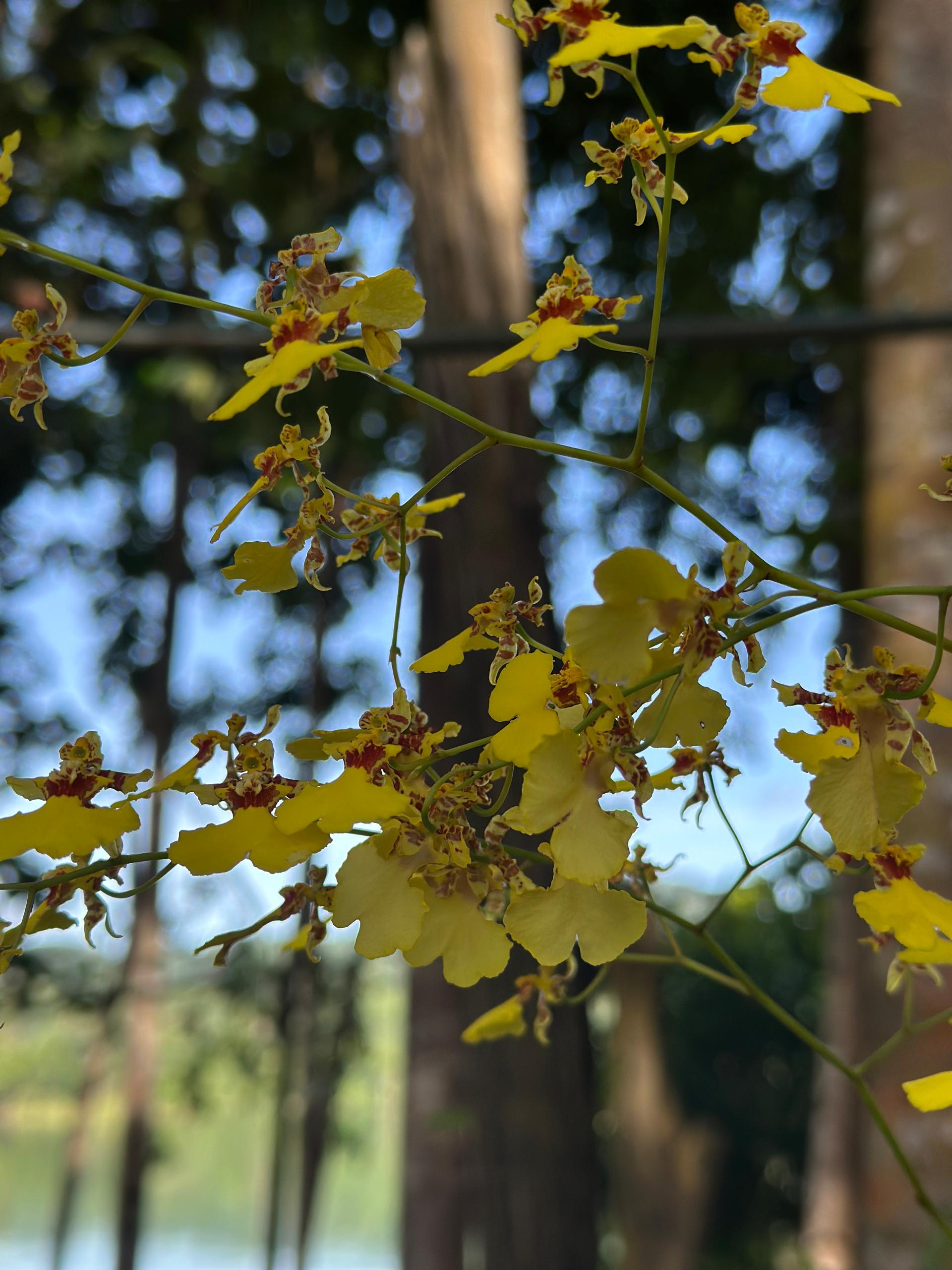 Taman Orkid, Tasik Kenyir, Hulu Terengganu