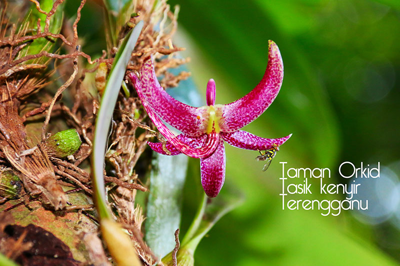 Taman Orkid, Tasik Kenyir, Hulu Terengganu