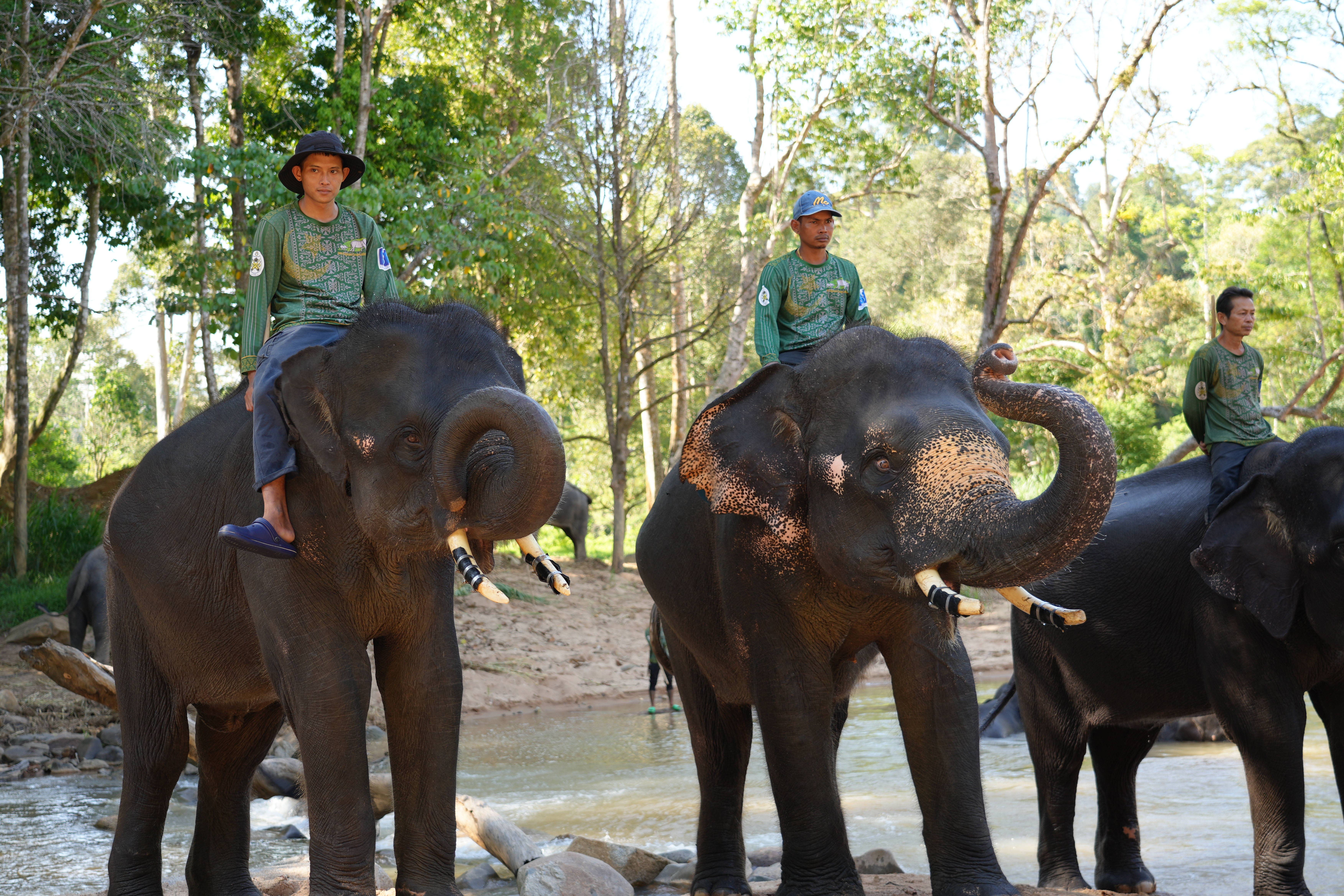 Kenyir Elephant Conservation Village (KECV), Jalan Felda Aring, Tasik Kenyir, Hulu Terengganu