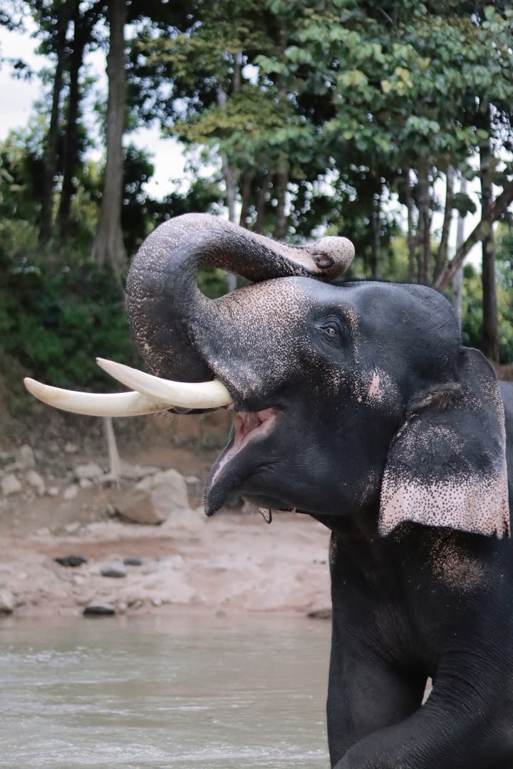 Kenyir Elephant Conservation Village (KECV), Jalan Felda Aring, Tasik Kenyir, Hulu Terengganu
